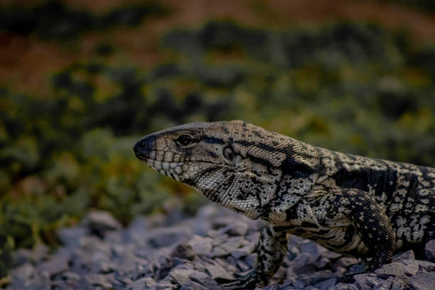 istock Lizard, giant tegu, or common tegu, also known as teju and marau lizard whose scientific name is Salvator merianae 2195689752