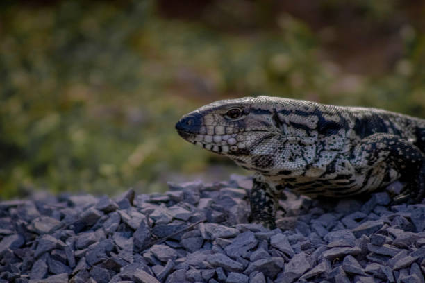 Close up of an Asian water monitor (Varanus salvator) walking on dry leaves in the rainforest.