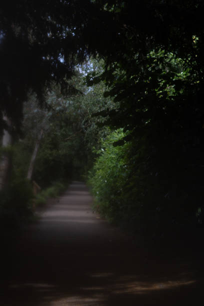 istock Sunlight path of trees and plants 2195692102