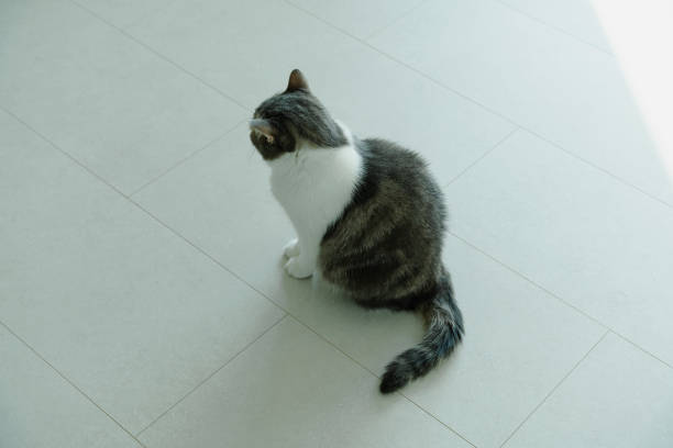 A gray and white cat sits on a light-colored floor, looking down. The cat's fur is soft and appears well-groomed.