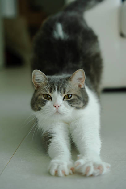 A cute grey and white cat stretches out on the floor, paws extended.