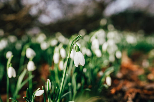 istock Close-Up of Delicate White Snowdrop Flowers in a Spring Setting 2195692288