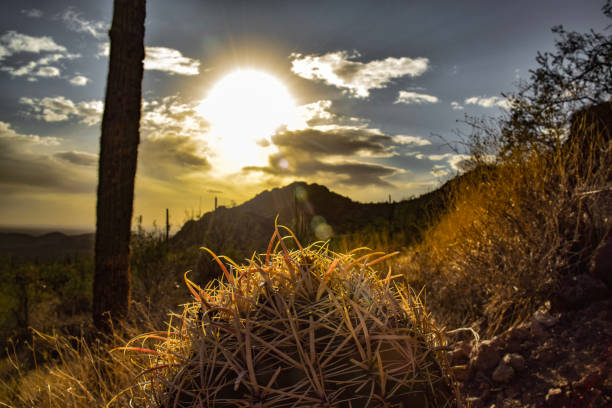 The top of a saguaro right before the sunset