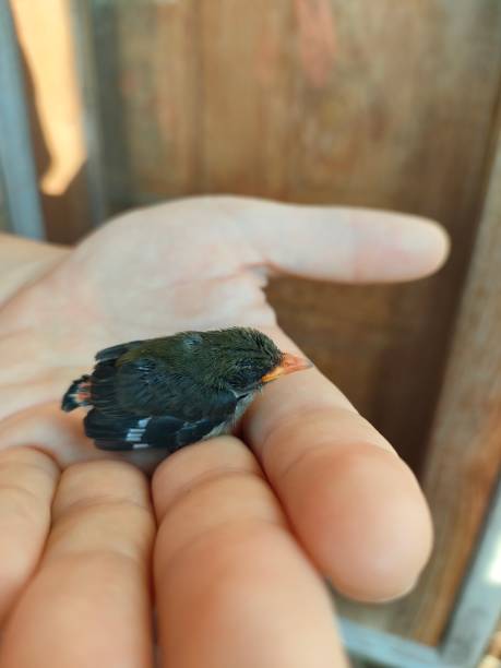 istock A flowerpecker bird sleeping on a man's palm 2195693255