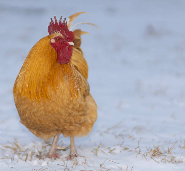 istock Buff Orpington chicken rooster on snow 2195696730