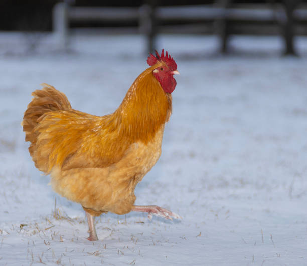istock Free range buff colored chicken rooster in winter 2195696741