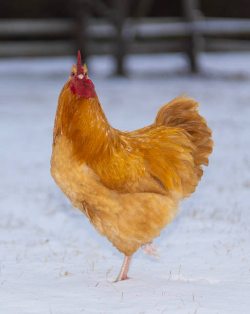 istock Gold chicken rooster looking at the camera 2195696745