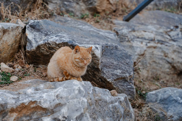 A ginger cat sits calmly on grey rocks.  The scene is peaceful and natural.