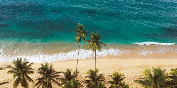 istock Tropical Beach In Sri Lanka With Palm Trees And Turquoise Ocean Waves 2195698097