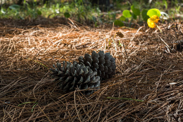 Pinecones resting on a bed of pine needles
