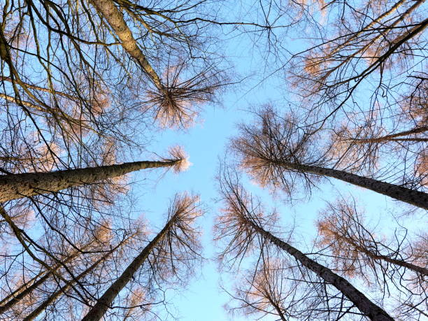 istock Tree canopies with a view of the sky 2195702186