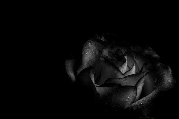 istock Closeup dark rose on a black background. Black and white, monochrome. 2195702836