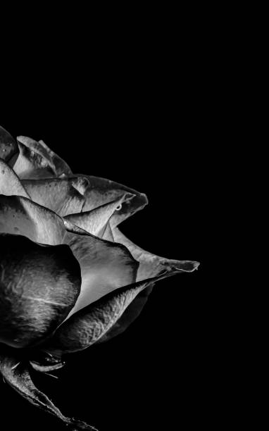 Dark rose on a black background. Black and white, monochrome. Copy space.
