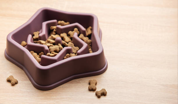 istock Slow feeder dog bowl preventing gulping and improving digestion 2195704294