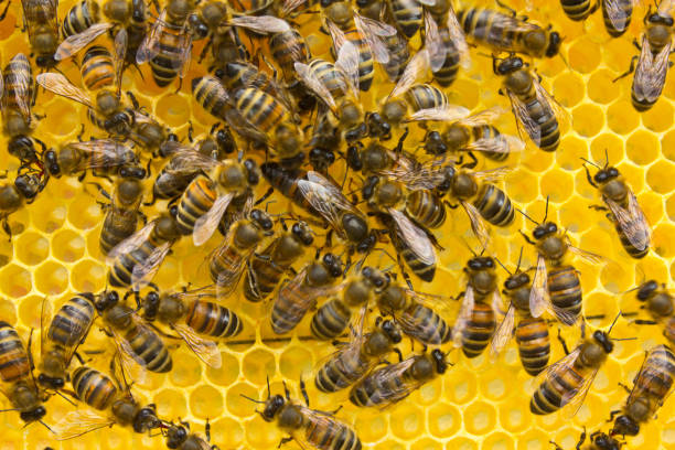 istock Queen bee lays eggs in the honeycomb 2195706445
