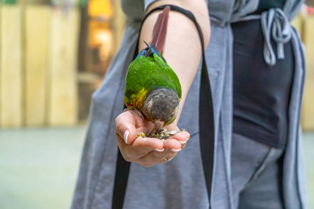 istock a small parrot sitting on a woman's hand. wild bird eating grain from the palm. a friendly parrot. 2195706499