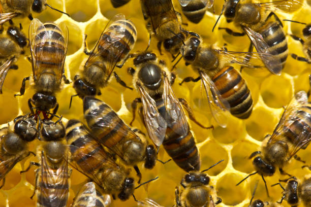 istock Queen bee lays eggs in the honeycomb 2195707293