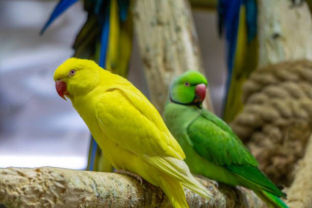istock two parrots sitting on wood. yellow and green parrot. 2195707862