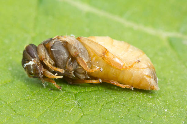 istock Larva of the bee queen. 2195708099