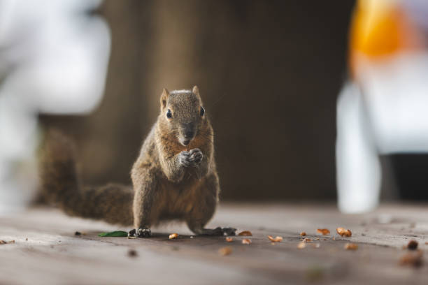 istock Plantain squirrel is eating nut on the table. 2195710267