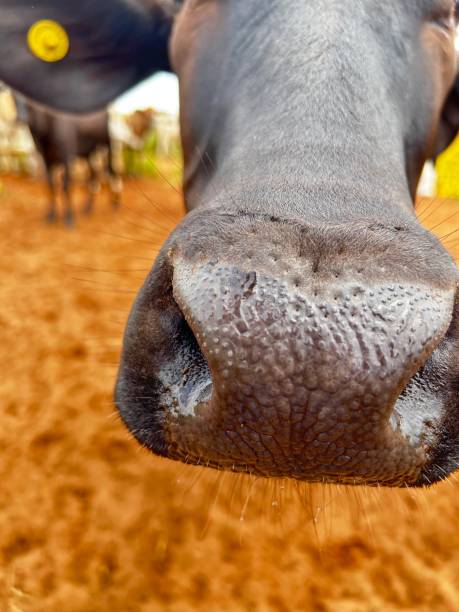 istock So cute heifer welfare grass system on high intensive tropical pasture 2195710758