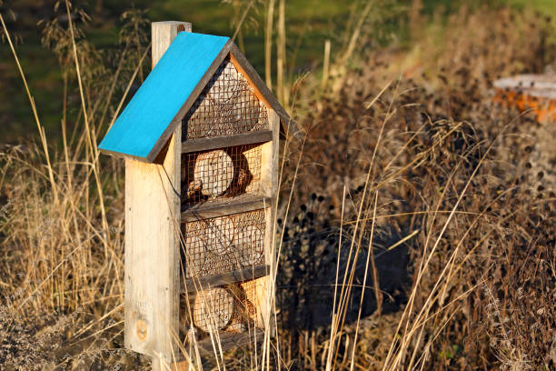 istock A small wooden structure, it is a house for insects 2195710835