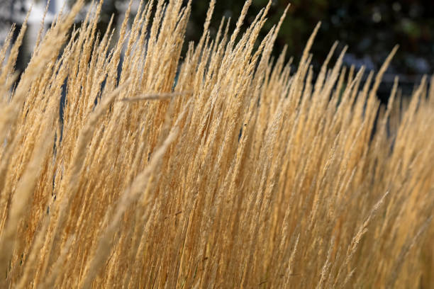 istock Densely growing, already dry grass in the daylight 2195710931