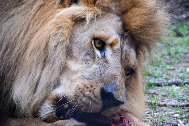 istock Male African lion portrait 2195712505