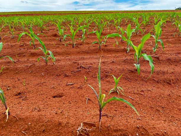 istock Corn plant damage by insect on tillage system in recent field area 2195716627