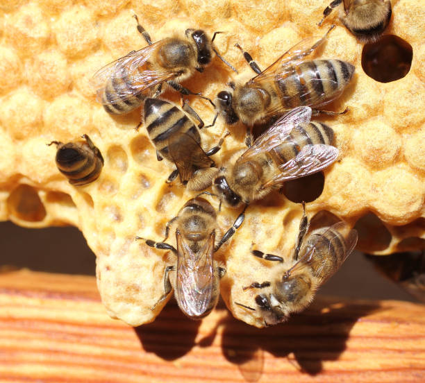 istock Bees and cocoons Queens Bees 2195716707