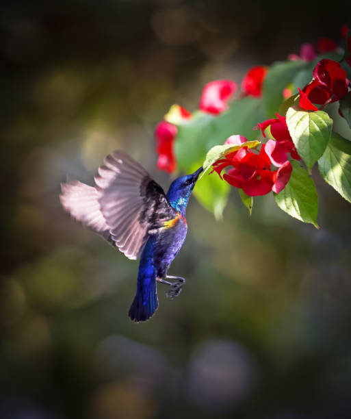 istock A purple sunbird hovers to take nectar from a flower. 2195720734