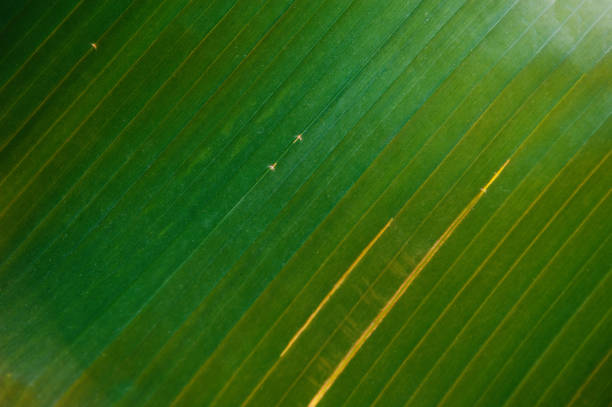 Green leaf of banana natural abstract texture