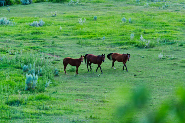 Young Horses in Lush Green Rural Meadow - Looking at animals from above through lush green foliage.