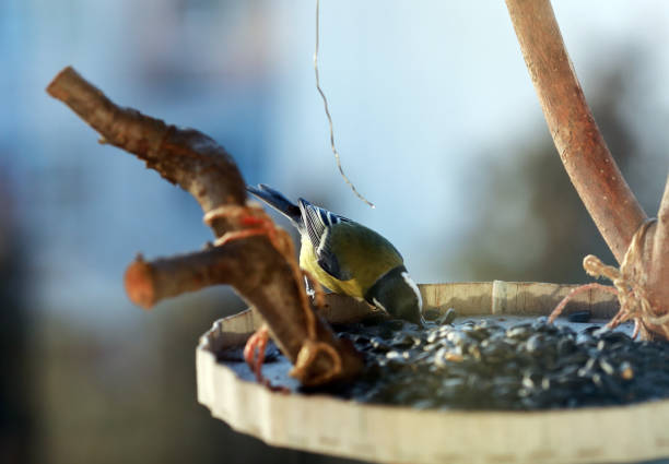 istock bird feeder with seeds and tits 2195722685