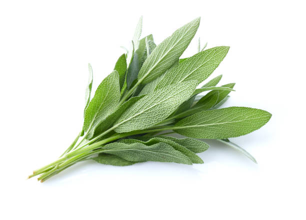 istock Sage leaves in closeup on white background 2195724564