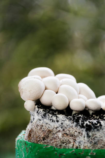 istock Freshly grown champignons on a substrate in a natural outdoor setting 2195724729