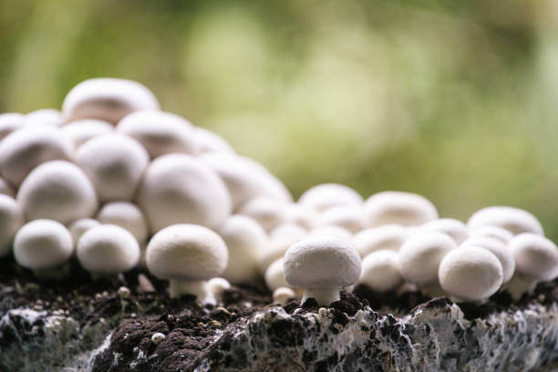 istock White champignons growing in a lush garden with blurred background 2195724769
