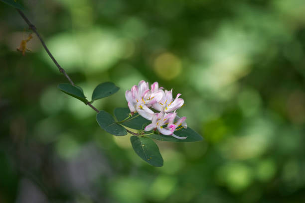 Honeysuckle photographed against a shaded wall in a domestic garden.