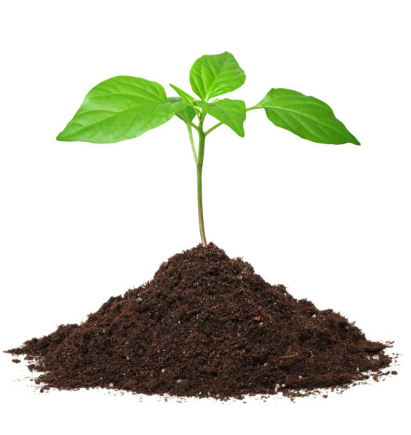 istock Green plant sprouting from the soil heap isolated on white 2195726298