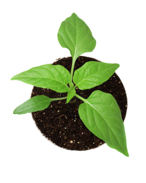 Green sprout (bell pepper) growing from the heap of soil. View from above, isolated on a white background.