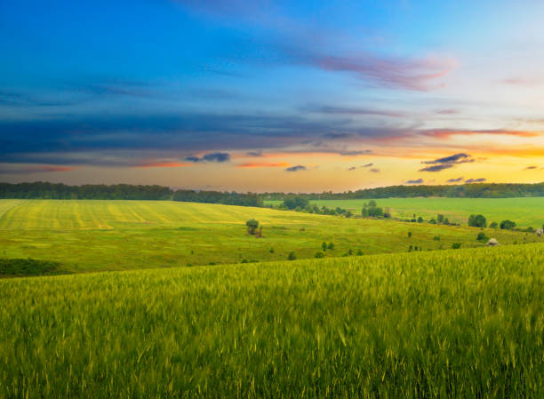 istock Green wheat field and colorful sunset. 2195732049