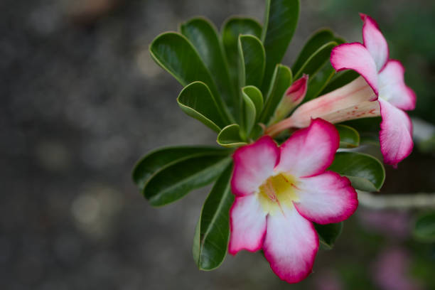 istock Vibrant pink desert rose blooms close-up. 2195735217