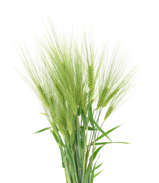 istock Green ears of wheat. 2195736264