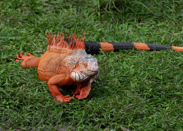 istock Iguana in Male Orange Breeding Mode 2195736735