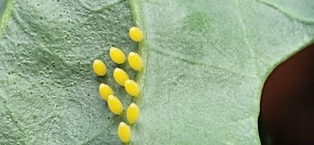 istock The cabbage butterfly (Ascia monuste) lays its eggs in clusters on the underside of kale (Brassica oleracea) leaves. Each egg is yellow and elongated, and after a few days, the caterpillars hatch and begin feeding on the leaves. 2195737193