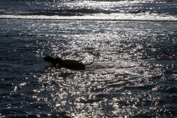 Two dogs in silhouette enjoy the sparkling waters at the shoreline. The backdrop features the ocean under a clear, sunlit sky, with the sparkling waves create a rhythmic dance of light and shadow symbolizing the essence of freedom and the simple pleasure found in nature's playground.