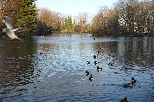 Alexandra Park is a 200-acre (80–hectare) in the Borough of Haringey in north London. The park and palace were named in 1863, the year of the marriage of Alexandra of Denmark to the Prince of Wales who became King Edward VII.\nAlexandra Park is split between hilly and flat ground. The tree-lined hill has wide views from slopes and many areas of the relatively large hilltop.
