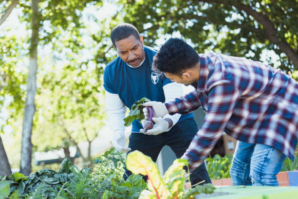 istock Two Men Harvesting Beets Together in a Community Garden 2195741273