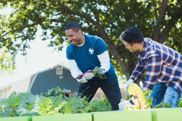 istock Two Men Harvesting Beets in a Community Garden 2195741313