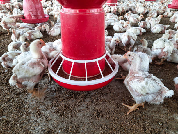 istock A group of young chickens congregates around a feeder inside a poultry barn, exhibiting natural behavior in a spacious environment 2195742852